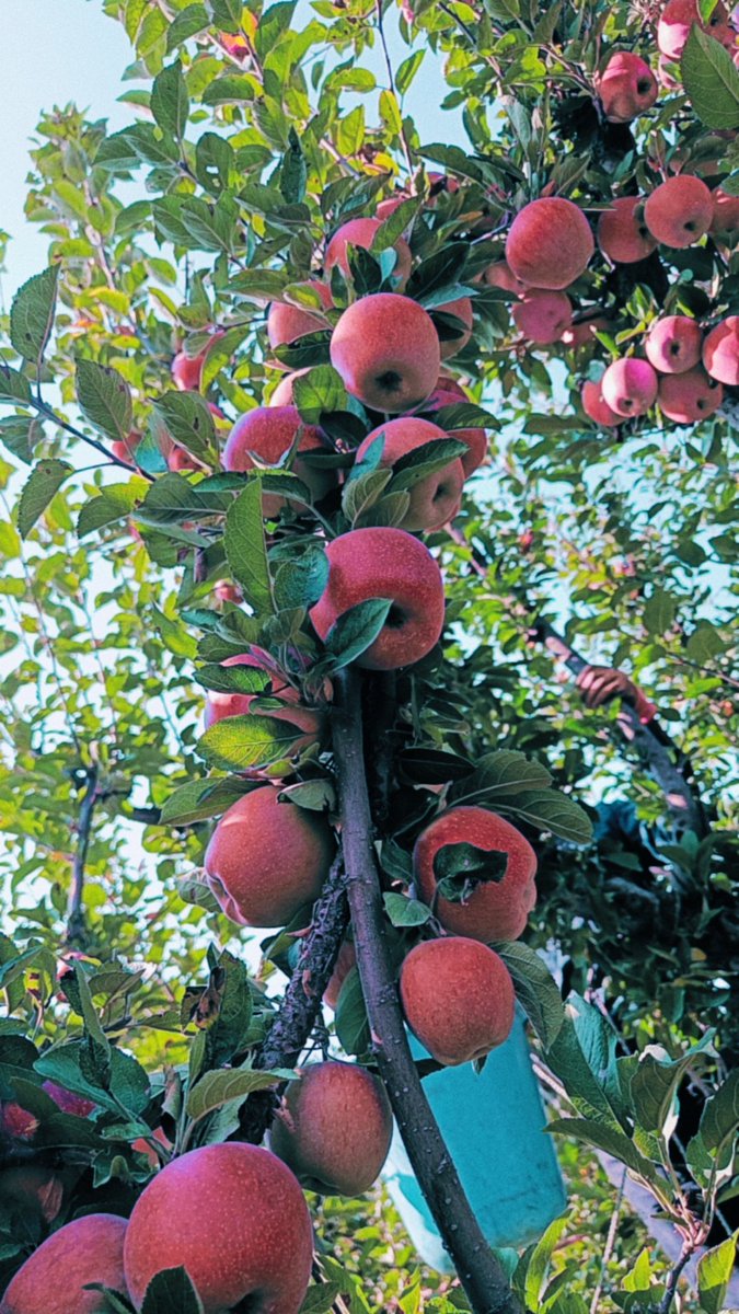 LoneBas77809358's tweet photo. #Kashmiriapple #Delicious #Appleseason #Harvesting🍎🍎 #kashmiri #Apple #Anappleadaykeepsthedoctoraway https://t.co/iQ3umgVw5p