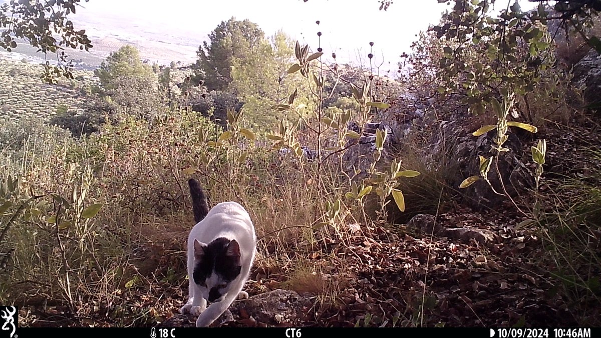 En mitad de un bosquete de pinos, coscojas y cornicabras aparece un lindo gatito... Es inmenso el problema de esta especie para la fauna silvestre 😤