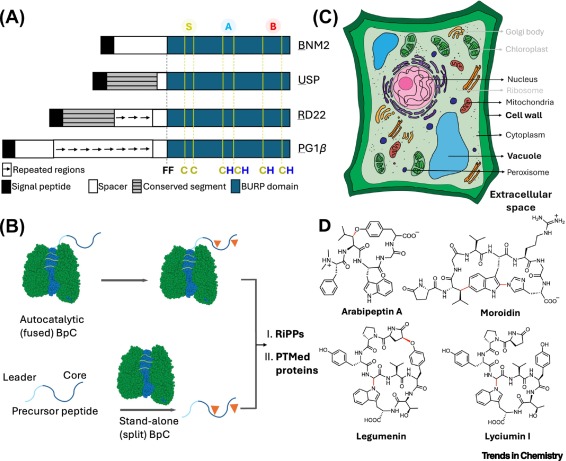 Hematian Lab (@hematianlab) on Twitter photo Thrilled to share our work on the new plant Cu enzymes, BpCs! We offer mechanistic insights and structural recommendations for advancing BpC research. Thanks to <a href="/jess_panch/">Dr Jess Pancholi</a> for inviting us to publish in <a href="/TrendsChemistry/">Trends in Chemistry</a> ! 🌿🧬🧪 authors.elsevier.com/a/1jzvn9CpcYaQ… Thrilled to share our work on the new plant Cu enzymes, BpCs! We offer mechanistic insights and structural recommendations for advancing BpC research. Thanks to <a href="/jess_panch/">Dr Jess Pancholi</a> for inviting us to publish in <a href="/TrendsChemistry/">Trends in Chemistry</a> ! 🌿🧬🧪 authors.elsevier.com/a/1jzvn9CpcYaQ…