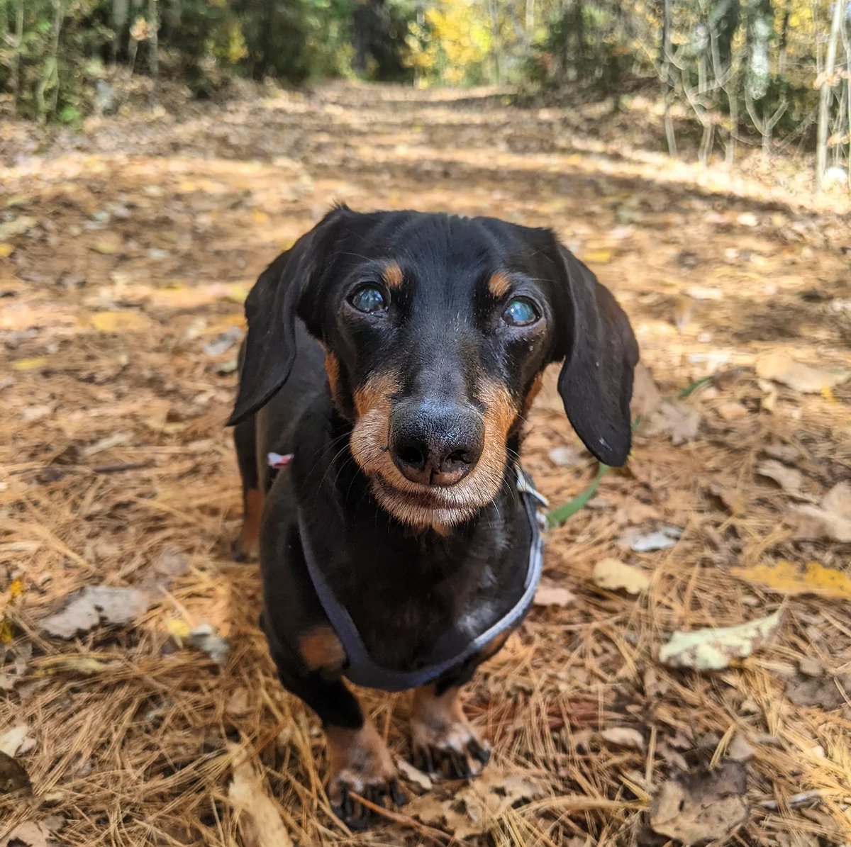 Crusoe the Dachshund tweet media