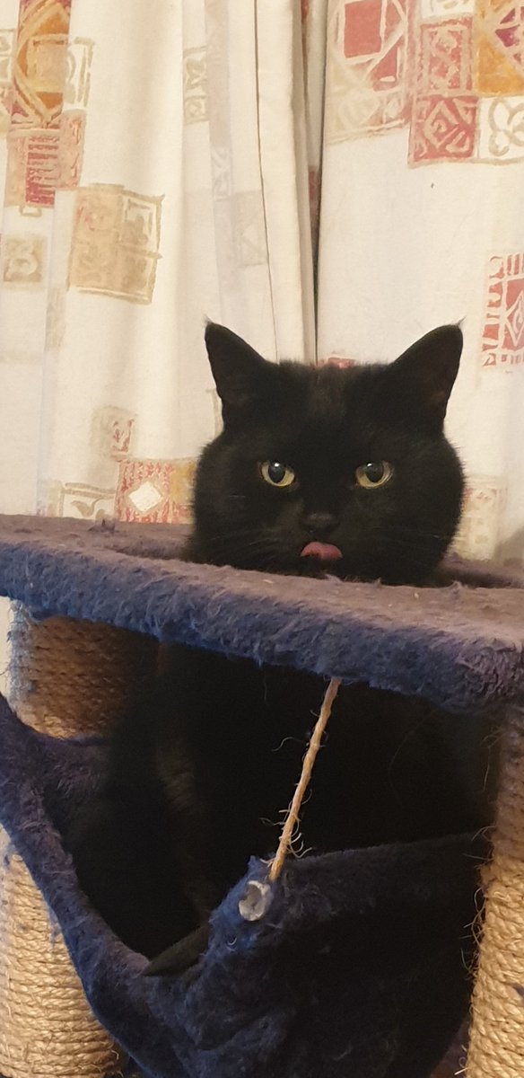 <a href="/CatsOnTap/">Beer Cats</a> <a href="/RushingDuck/">RushingDuck</a> Kona says hi 🐈‍⬛