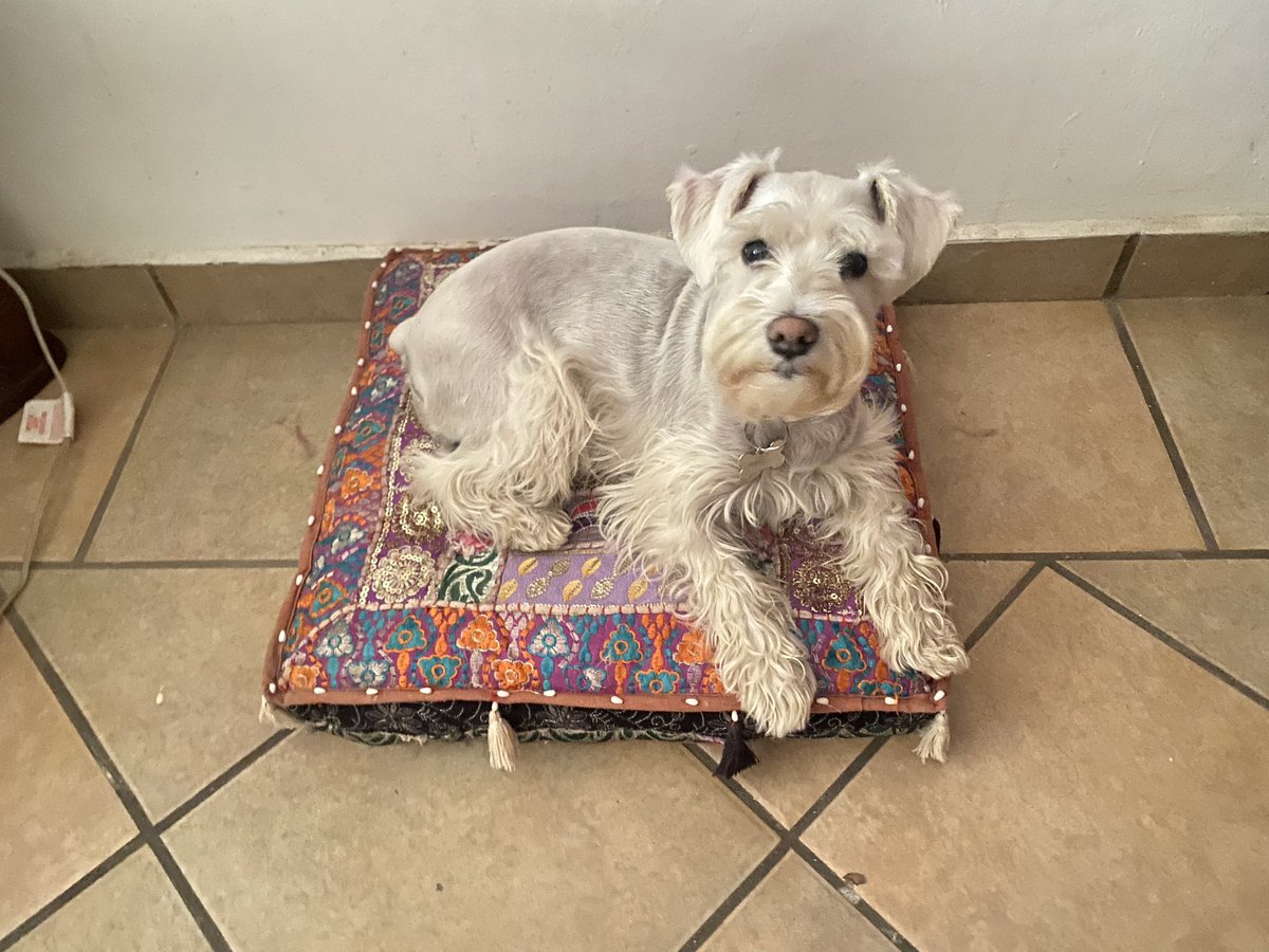 Tochmiranda's tweet photo. @twaniimals Luna meditando https://t.co/Movu58sEzq