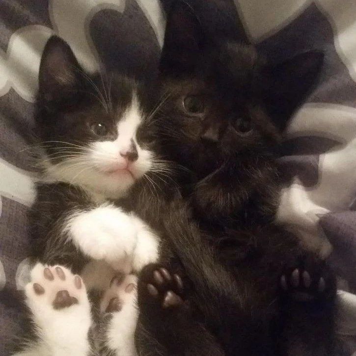 PunchingCat's tweet photo. could be us 🖤 https://t.co/W5eZsump3q