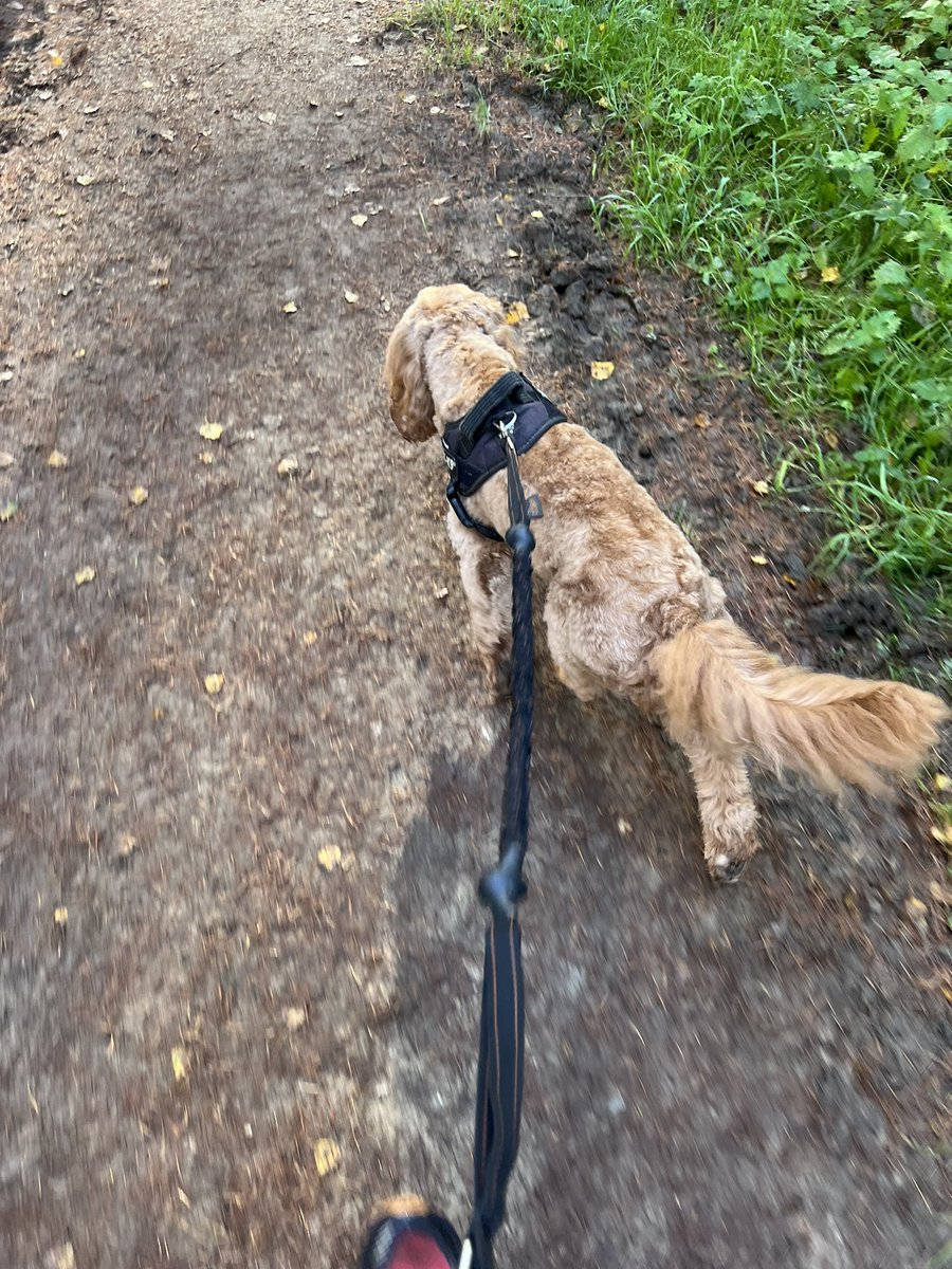 DiggersDigby's tweet image. Been on an adventure run with Cani Cross group ! #sundayfunday