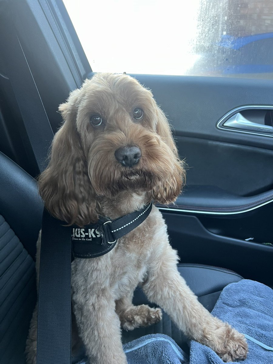 DiggersDigby's tweet image. Been on an adventure run with Cani Cross group ! #sundayfunday