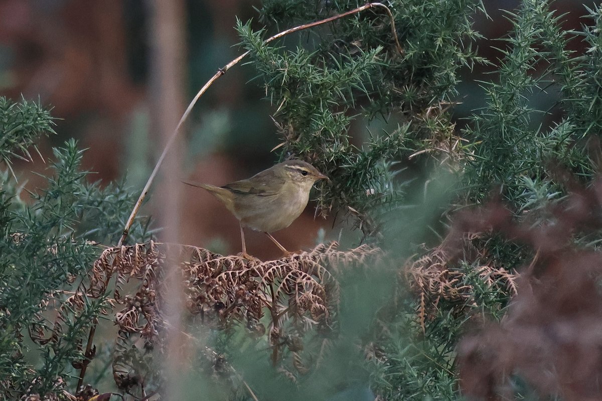 This Radde's Warbler found today by <a href="/Scillypelagics/">Scilly Pelagics</a> &amp; <a href="/sqiudeater/">AF</a> at Mount Todden, St Mary's showed every now and then but was otherwise typically elusive. First one I have seen for many years , so was very welcome.