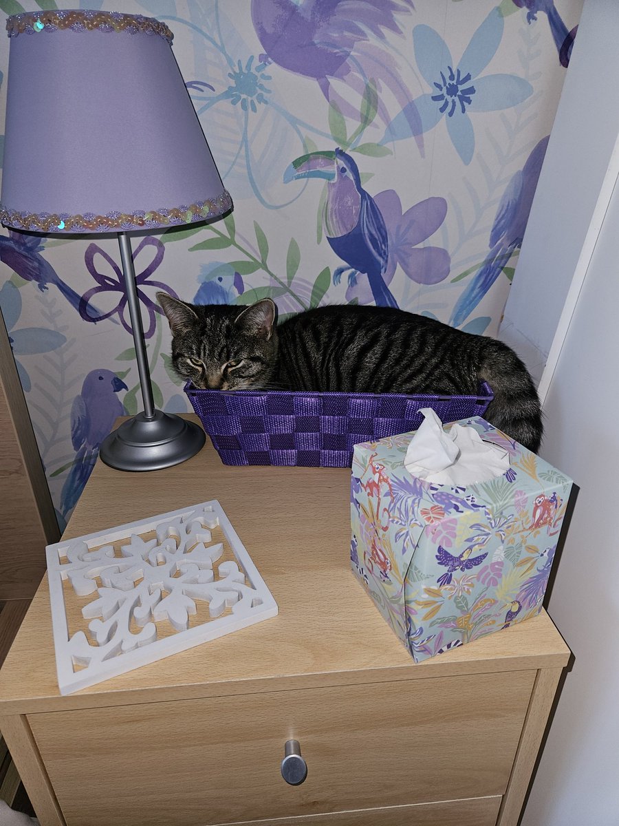 It's been difficult but Andri has finally found a bed that's just the right size in the spare room.