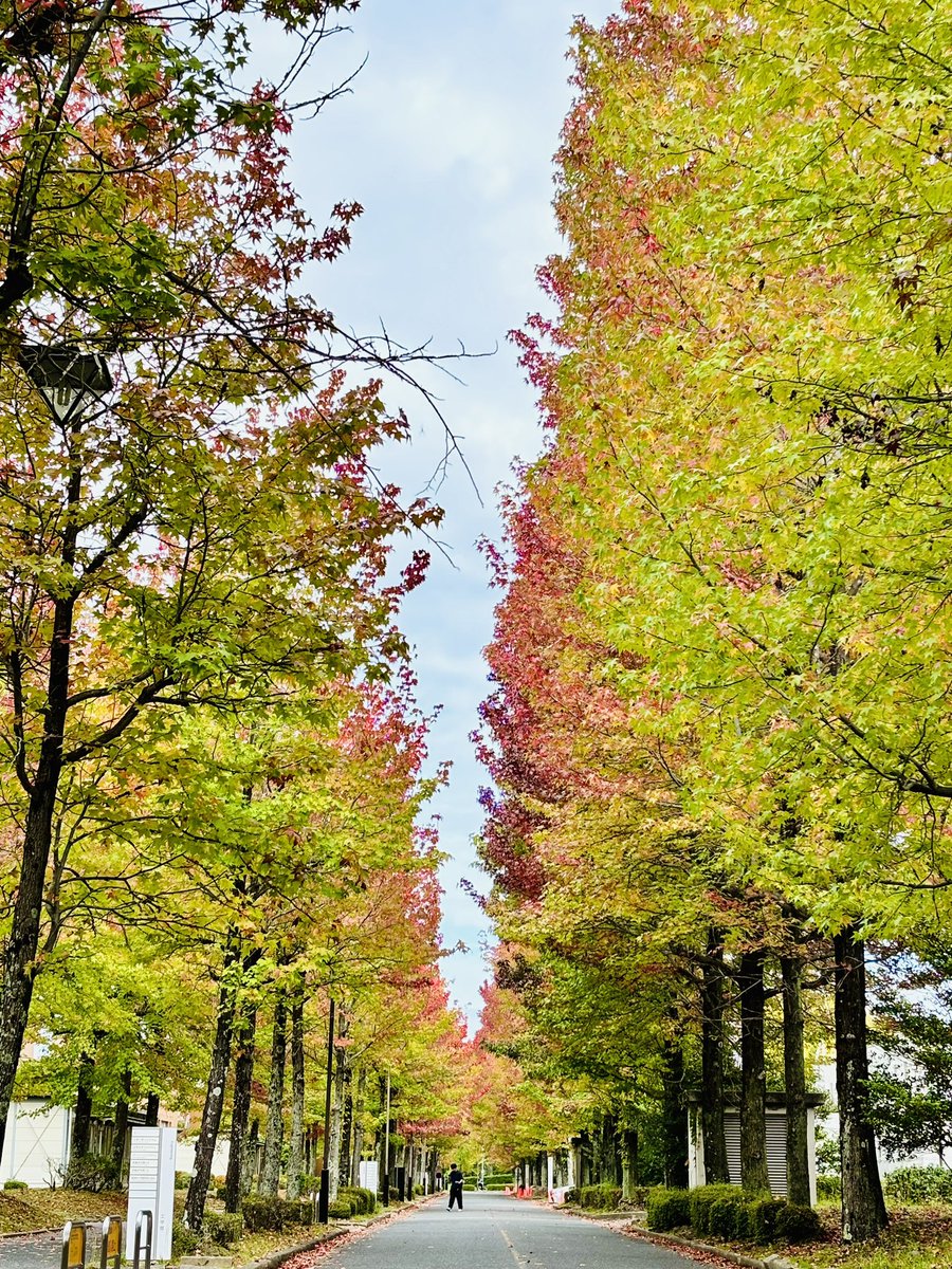 MujahidAli_Azad's tweet photo. The vibrant autumn colors at Hiroshima University inspire a sense of renewal and beauty. https://t.co/cI888HNTCb