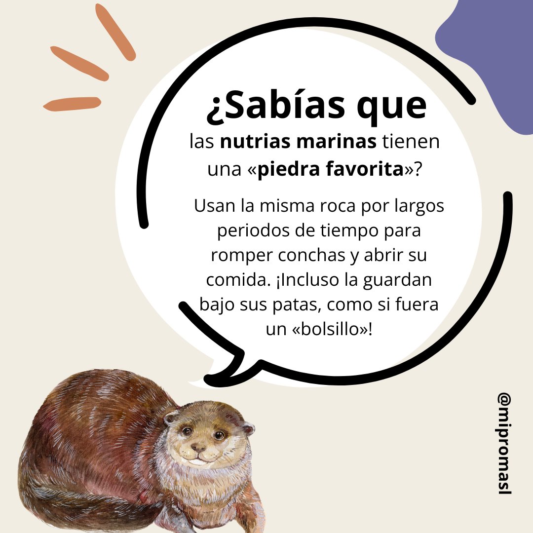 Miproma's tweet photo. ¿Sabías que las nutrias marinas son expertas en el uso de herramientas? 🦦

Utilizan piedras para abrir conchas y son esenciales para el ecosistema marino.

¡Son verdaderas joyas del océano! 💙

#NutriasMarinas #VidaSalvaje https://t.co/btcDaeIGe8
