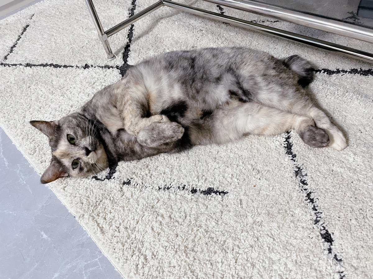 ikurasoru's tweet photo. もふもふぅ〜♡さては冬の毛になりましたな？！🖤🤍
(おててとあんよたまらん)
#猫　#サビ猫 https://t.co/eRGUSyx3t9