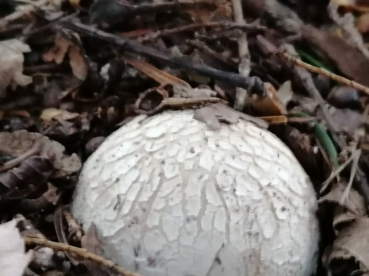 Stinkhorn egg!