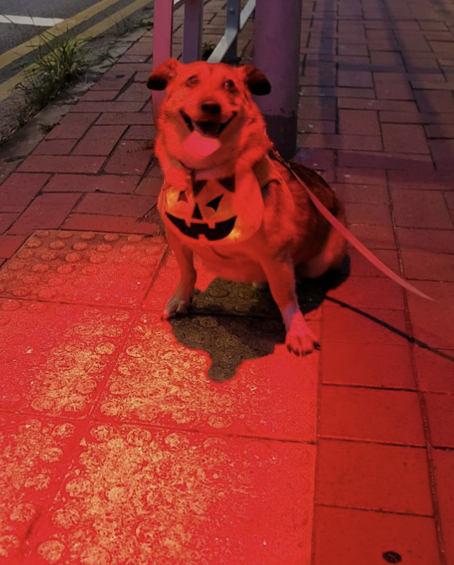 Tsungwawa's tweet photo. @btcdotfun #SAVEDOG You can tell bro’s really feeling the Halloween vibes 🎃 https://t.co/5MOPvsRAGk