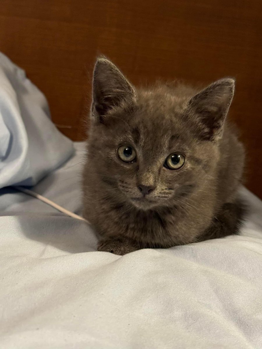 Anne Marie Green tweet media