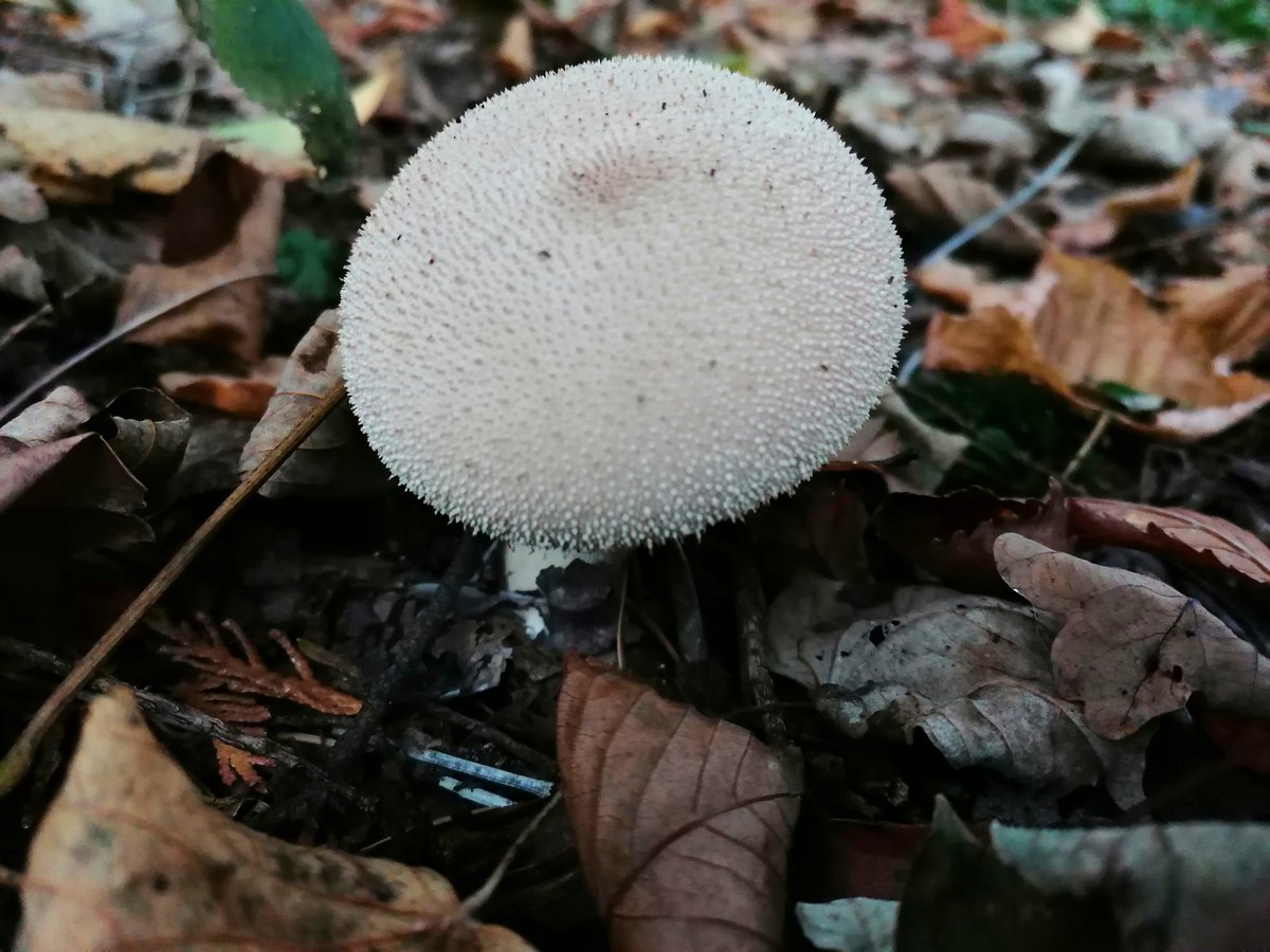 Puffball, hard to get the right exposure