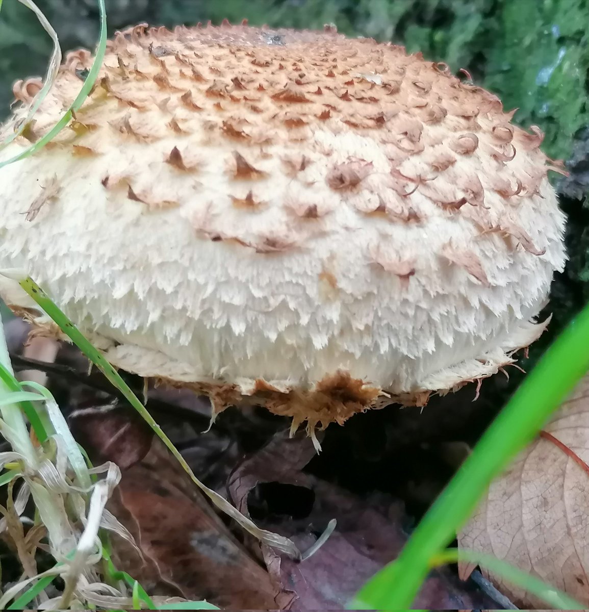 Fungi in the park ♥️