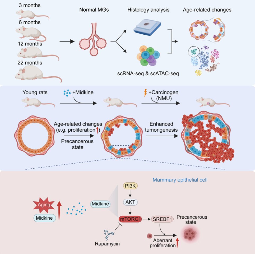 DFCI_BreastOnc's tweet photo. Check out this recent @Cancer_Cell 📰examining midkine as a driver of age-related changes and increase in mammary tumorigenesis.  Researchers in the @LabPolyak used a🐀rat model🐀to identify #midkine as a promising driver in #BreastCancer #tumorigenesis.  
🔓https://t.co/H55O6qGJOh
✍️@yan_pengze @Trietbui6 @FoidartPierre @nellage #breastcancerrisk #breastcancerresearch #bcsm