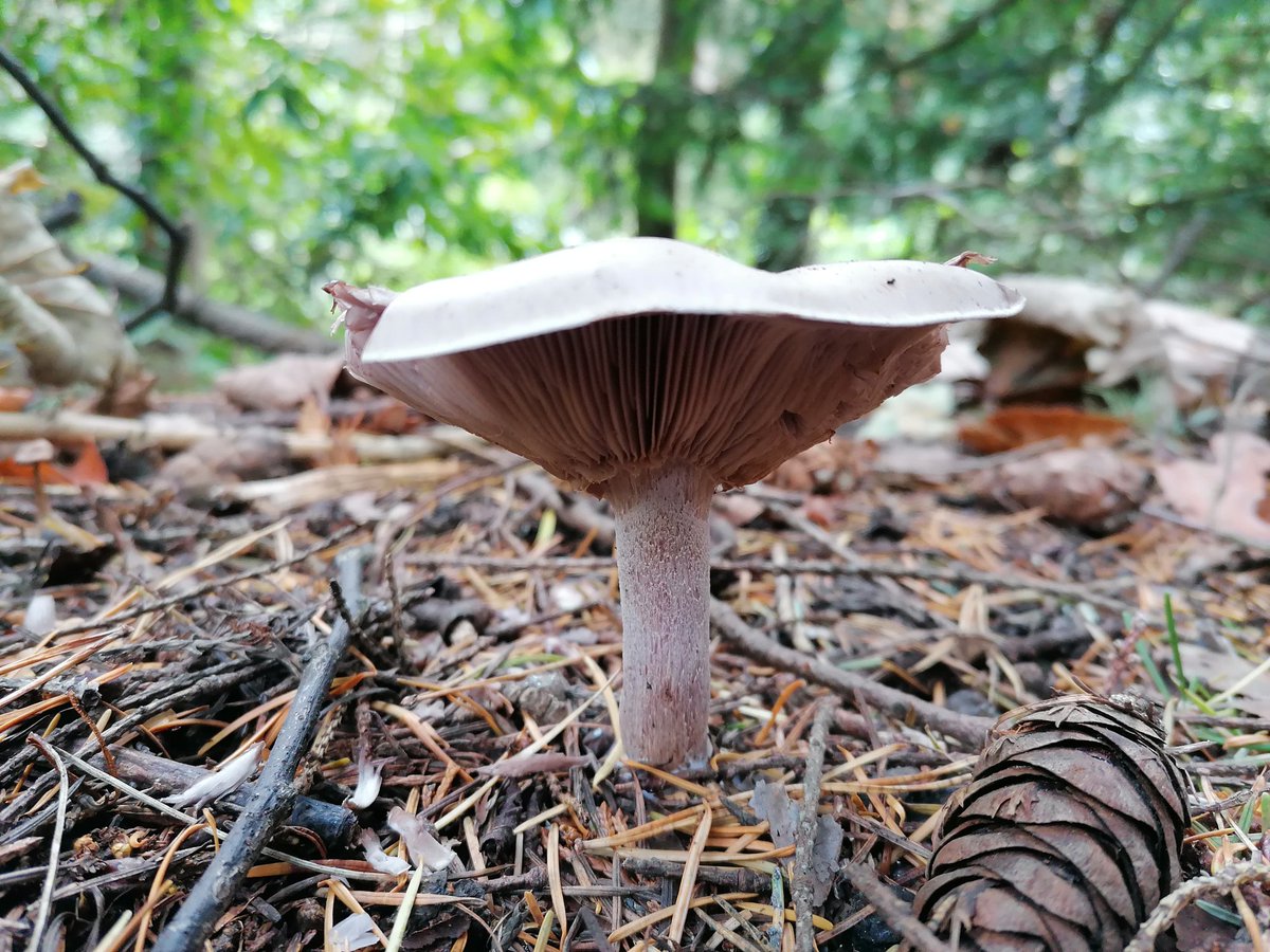 BugsMarcus's tweet photo. Gorgeous gills https://t.co/1PrVydkOoE