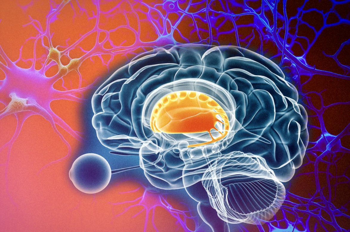 enilev's tweet image. 🧠 Brain pathways that control #dopamine release may influence #motorcontrol

By Anne Trafton
@mcgovernmit @MIT 

#Neuroscience #Brain #HealthTech 

👉news.mit.edu/2024/brain-pat…

Identifies #emotional information that helps to shape the #motivation to take #action

@IanLJones98…
