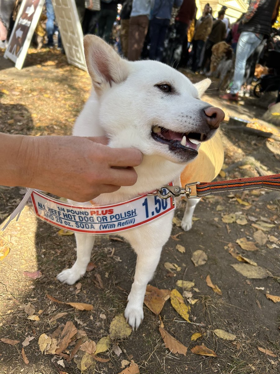 RevEverett's tweet image. Yesterday was the #JamaicaPlain Halloween Dog Parade, one of the best #Boston events of the year. My fave was the Irish wolf hound &amp;amp; fam as U-Haul getting #Storrowed. Also enjoyed Costco Hotdog. More pics from Boston Globe. bostonglobe.com/2024/10/26/met…