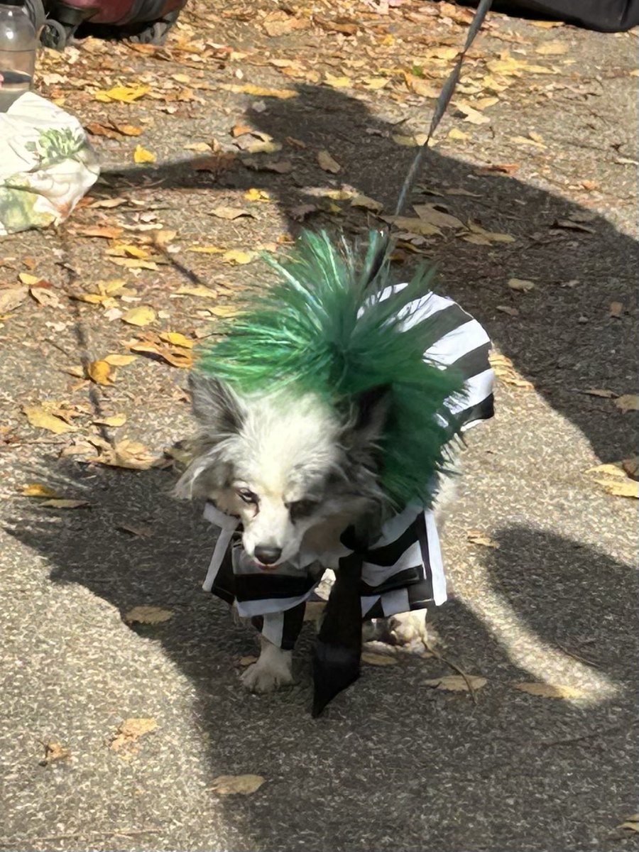 RevEverett's tweet image. Yesterday was the #JamaicaPlain Halloween Dog Parade, one of the best #Boston events of the year. My fave was the Irish wolf hound &amp;amp; fam as U-Haul getting #Storrowed. Also enjoyed Costco Hotdog. More pics from Boston Globe. bostonglobe.com/2024/10/26/met…