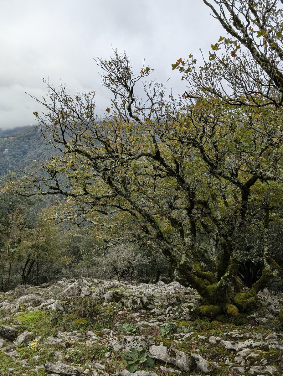 Andoni Mateos Cabero tweet media