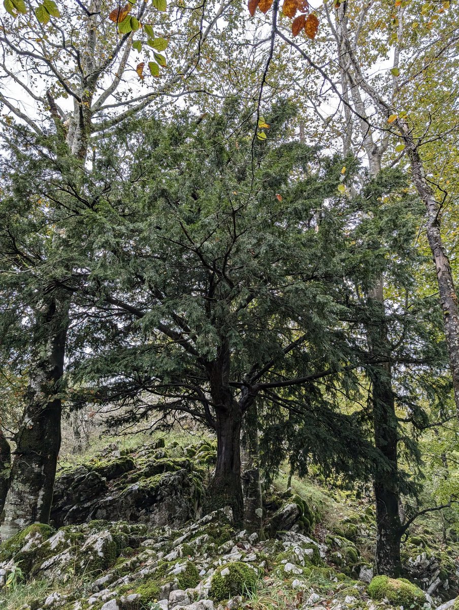 Andoni Mateos Cabero tweet media