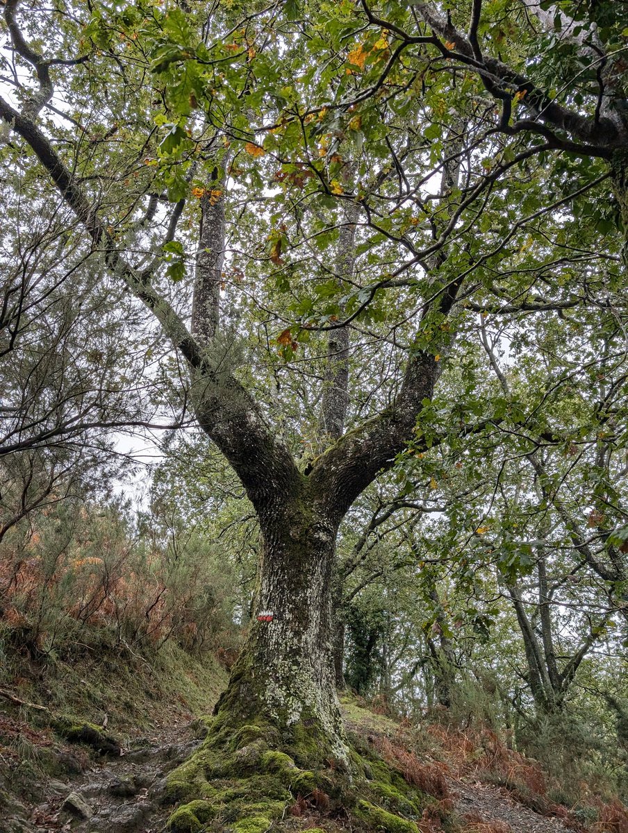 Andoni Mateos Cabero tweet media