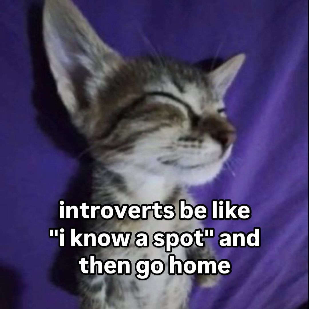 smol silly cat tweet media