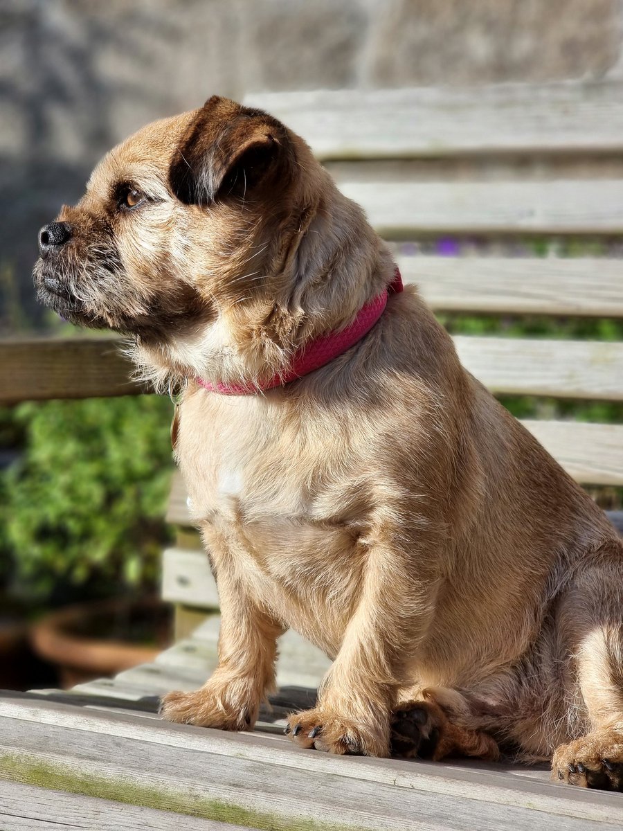 The king of the garden, on his throne, enjoying the Autumn sun. #dogsoftwitter #dogs #Cornwall