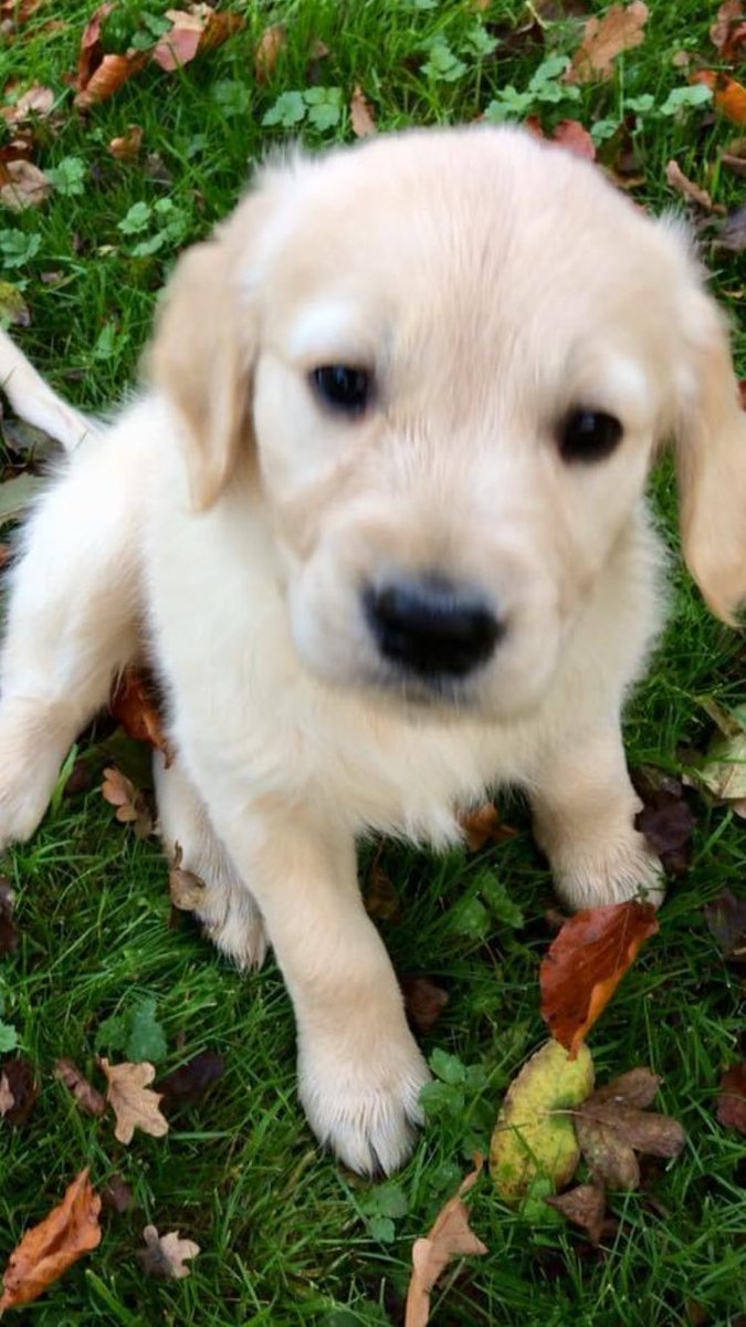 mrdbrowning's tweet photo. Mabel came to live with my family 7 years ago today! #schooldogs @IpswichHigh https://t.co/0aV6HRsFAr