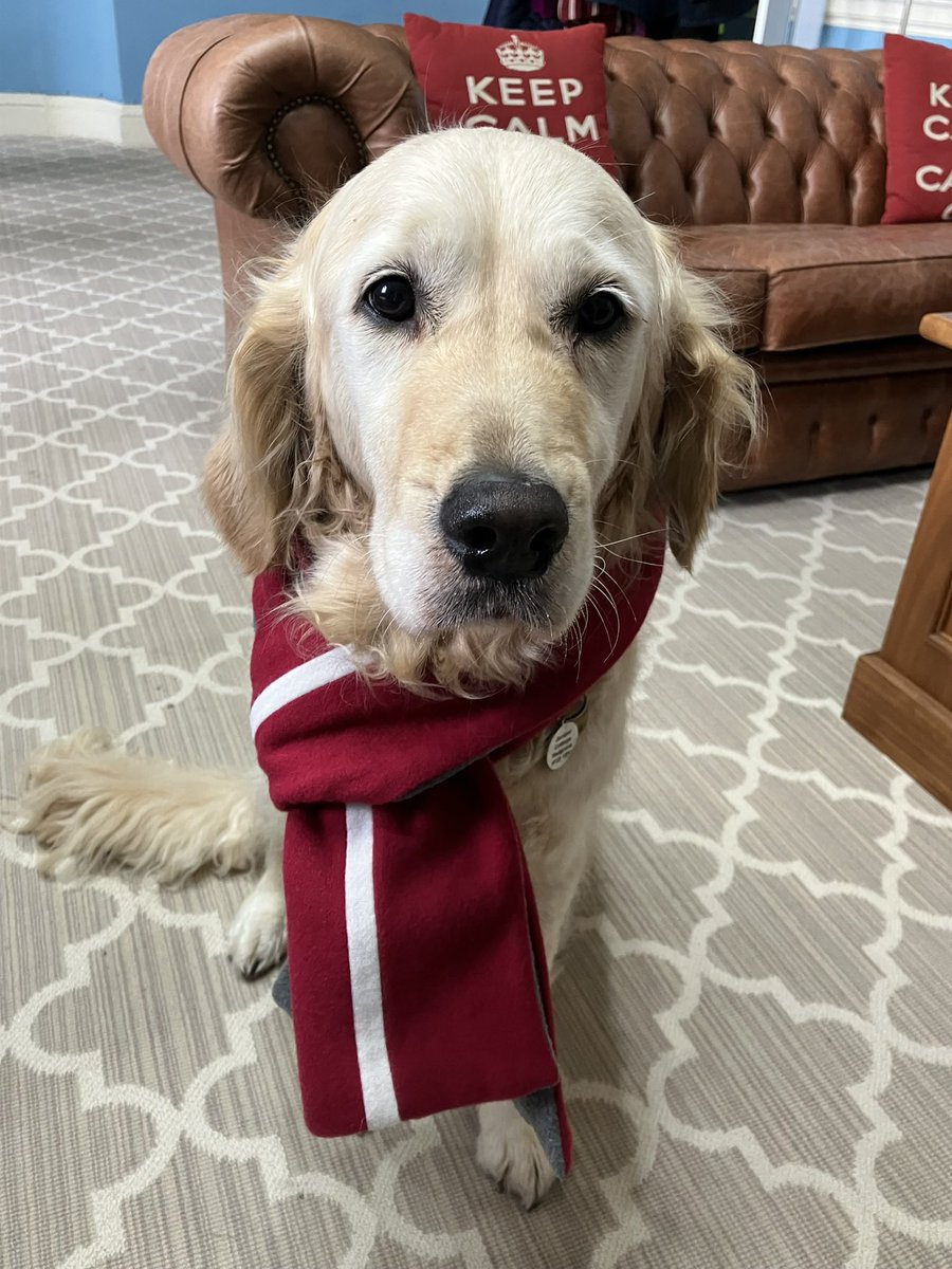 mrdbrowning's tweet photo. Mabel came to live with my family 7 years ago today! #schooldogs @IpswichHigh https://t.co/0aV6HRsFAr