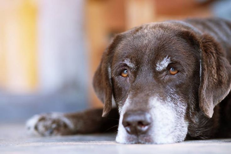 Comtangocorp's tweet photo. 🌟 ¡Los perros senior necesitan tanto amor como los cachorros! Adopta uno y hazle vivir sus mejores años. 🐕‍🦺💜 #PerrosSenior #AdoptaUnViejoAmigo https://t.co/4ACiEJ1f7E