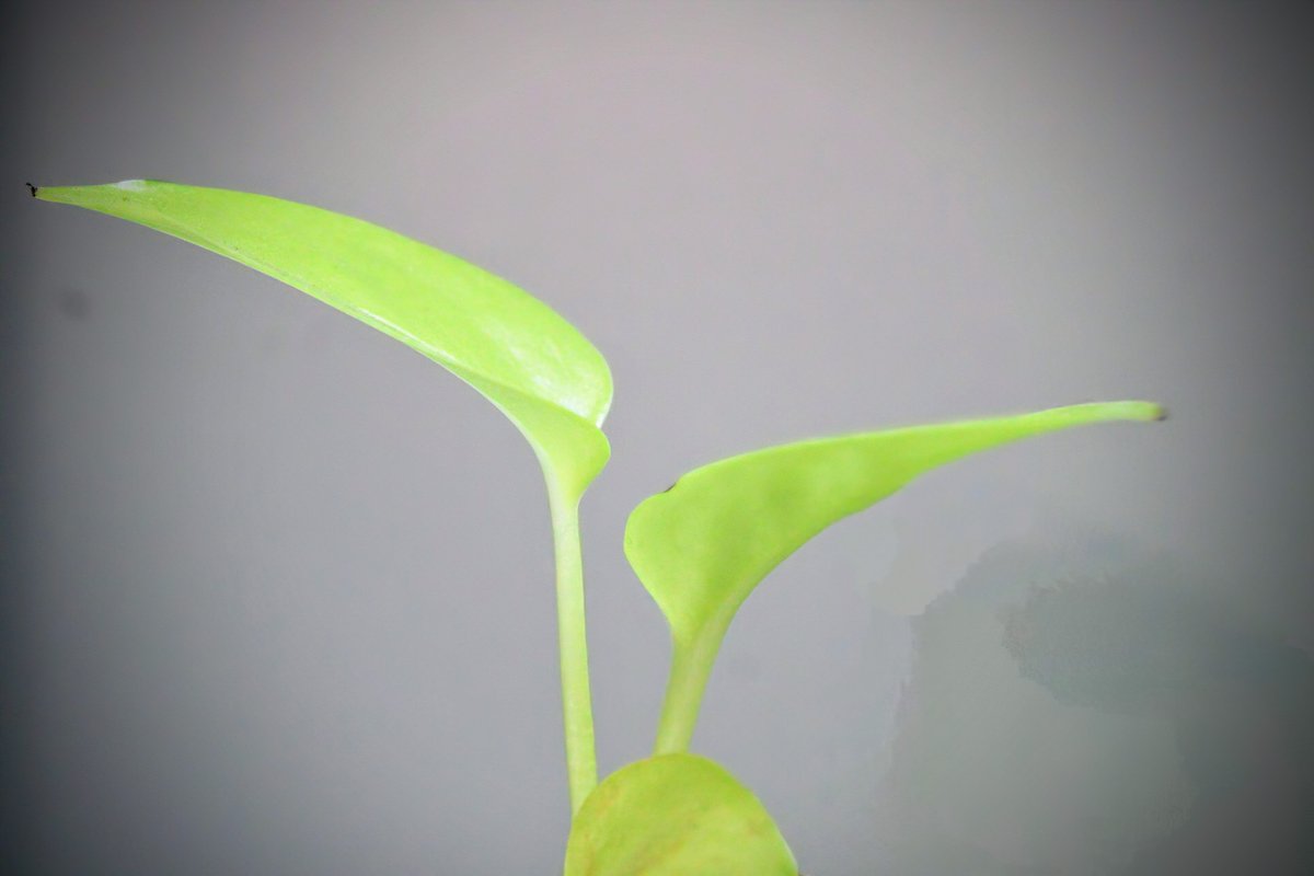 deepak289089's tweet image. #POCD