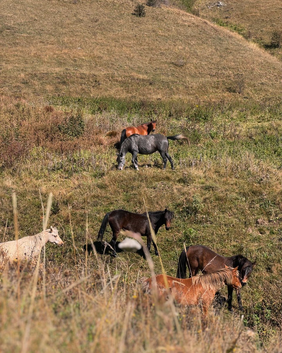 Arile_aoa's tweet photo. Another set of photos from Armenia two weeks ago, wild and primitive beauty🐴📸 https://t.co/F9JPJYli64