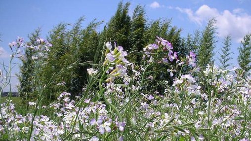 tanosiisupi_bot's tweet image. Like accepting the four seasons, I face my joy, anger, sorrow, and pleasure directly.

四季を受けとめるように、わが喜怒哀楽をそのままもてなす。
#emotion #感情 #acceptance #受容