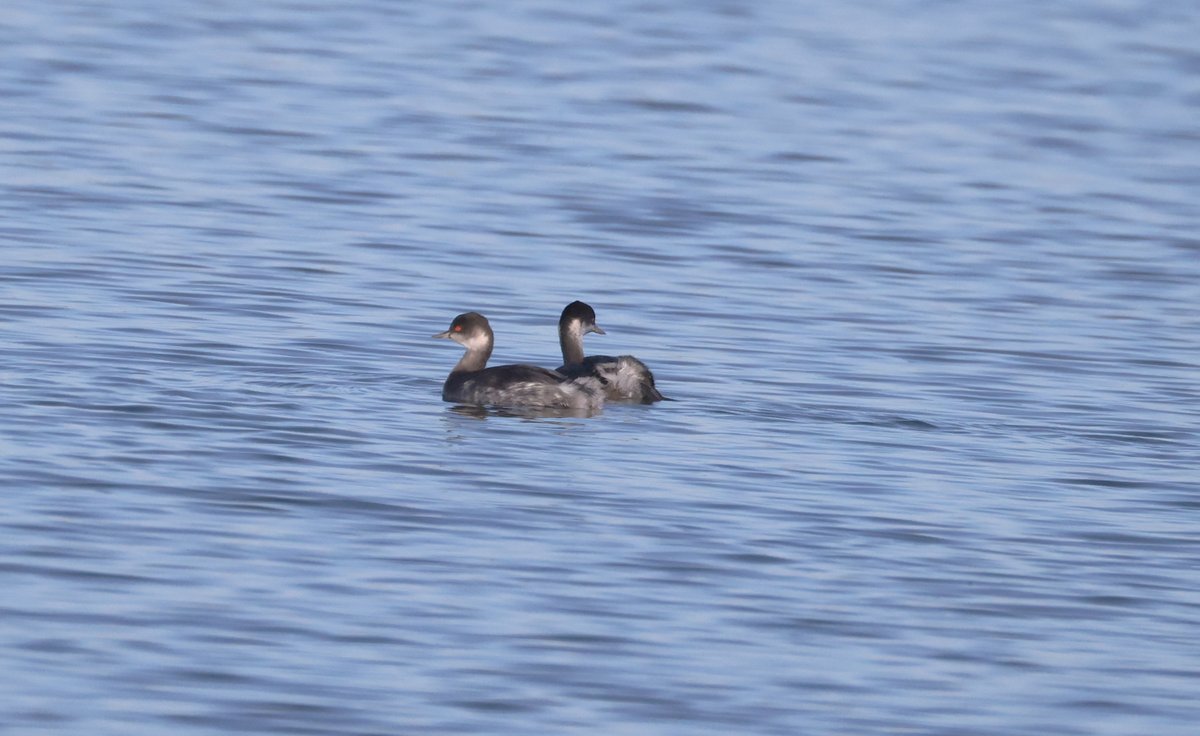 plodingbirder's tweet image. Early afternoon bike ride to Scotney GP was quite productive. 2 Black-necked Grebes, 2 Green Sandpipers, a Little Owl and another Dartford Warbler, also 100s of Lapwing, Golden Plover and Wigeon, 5 Marsh Harriers also 3 Barnacle Geese the first I have seen since last Winter.