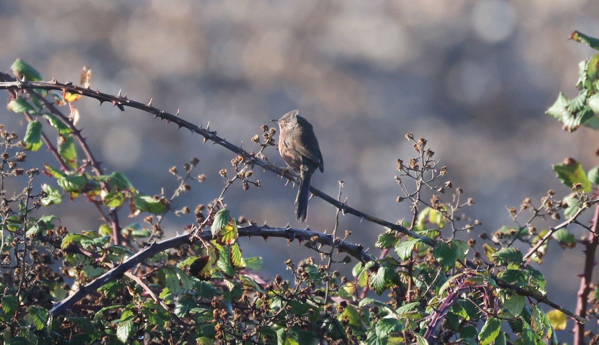 Ploddingbirder (@plodingbirder) on Twitter photo Early afternoon bike ride to Scotney GP was quite productive. 2 Black-necked Grebes, 2 Green Sandpipers, a Little Owl and another Dartford Warbler, also 100s of Lapwing, Golden Plover and Wigeon, 5 Marsh Harriers also 3 Barnacle Geese the first I have seen since last Winter. Early afternoon bike ride to Scotney GP was quite productive. 2 Black-necked Grebes, 2 Green Sandpipers, a Little Owl and another Dartford Warbler, also 100s of Lapwing, Golden Plover and Wigeon, 5 Marsh Harriers also 3 Barnacle Geese the first I have seen since last Winter.