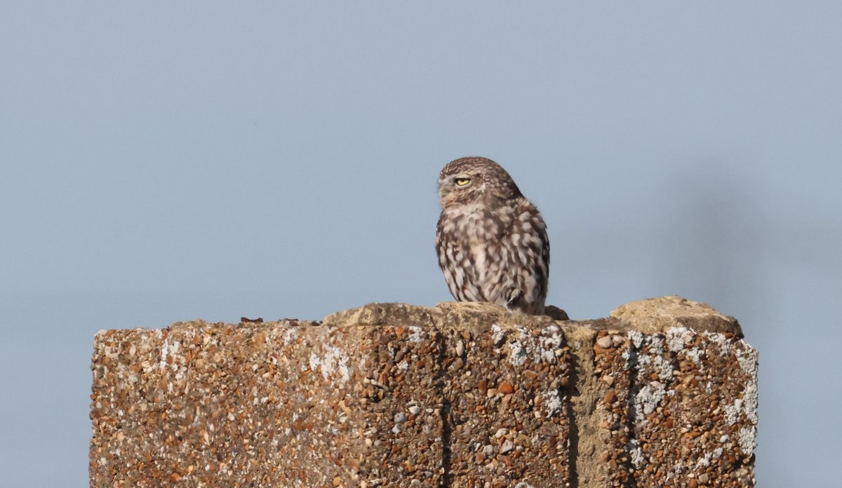 plodingbirder's tweet image. Early afternoon bike ride to Scotney GP was quite productive. 2 Black-necked Grebes, 2 Green Sandpipers, a Little Owl and another Dartford Warbler, also 100s of Lapwing, Golden Plover and Wigeon, 5 Marsh Harriers also 3 Barnacle Geese the first I have seen since last Winter.