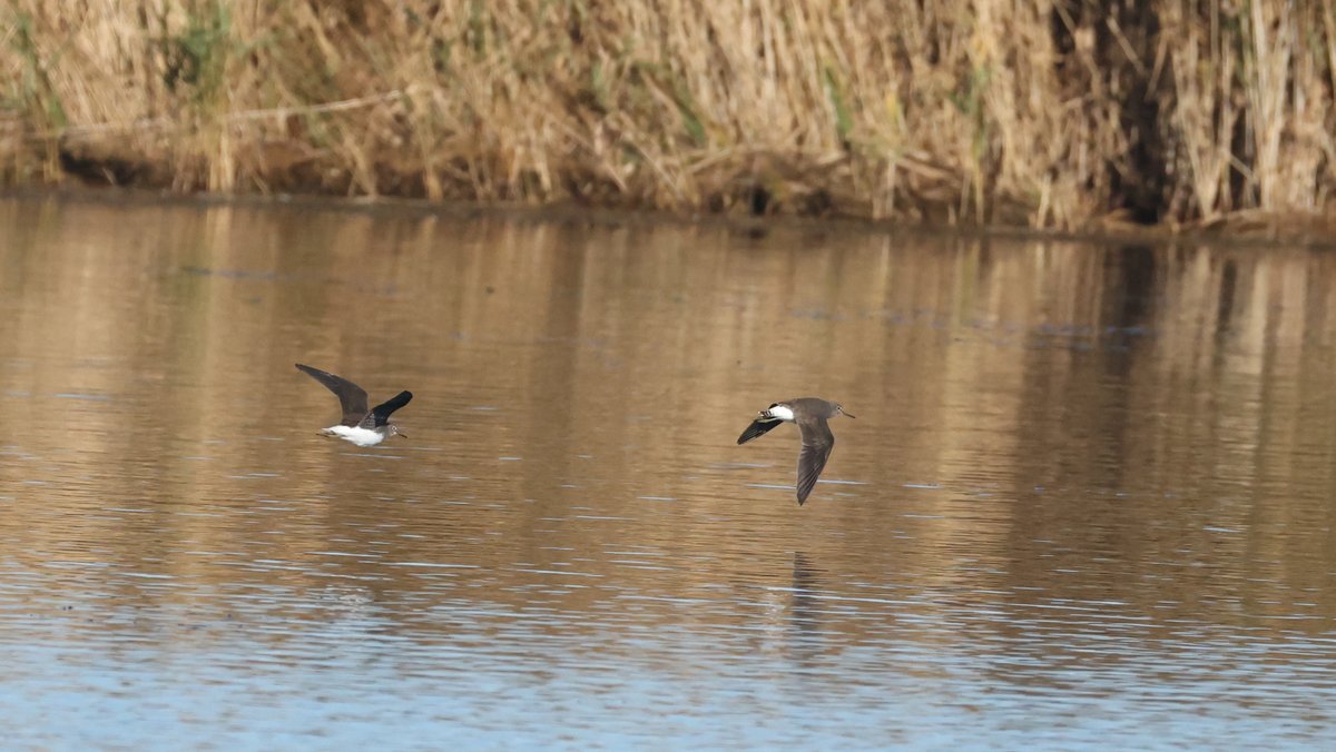 plodingbirder's tweet image. Early afternoon bike ride to Scotney GP was quite productive. 2 Black-necked Grebes, 2 Green Sandpipers, a Little Owl and another Dartford Warbler, also 100s of Lapwing, Golden Plover and Wigeon, 5 Marsh Harriers also 3 Barnacle Geese the first I have seen since last Winter.