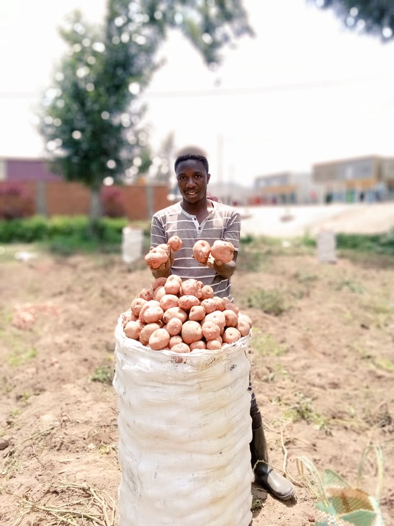 Today at our #CSA model farm, we harvested #Irish potatoes as part of our mission to learn through #hands-on experience. It was inspiring to watch our team analyze the yields to assess the impact of various #farming practices. Let's keep pushing forward to achieve our goals!