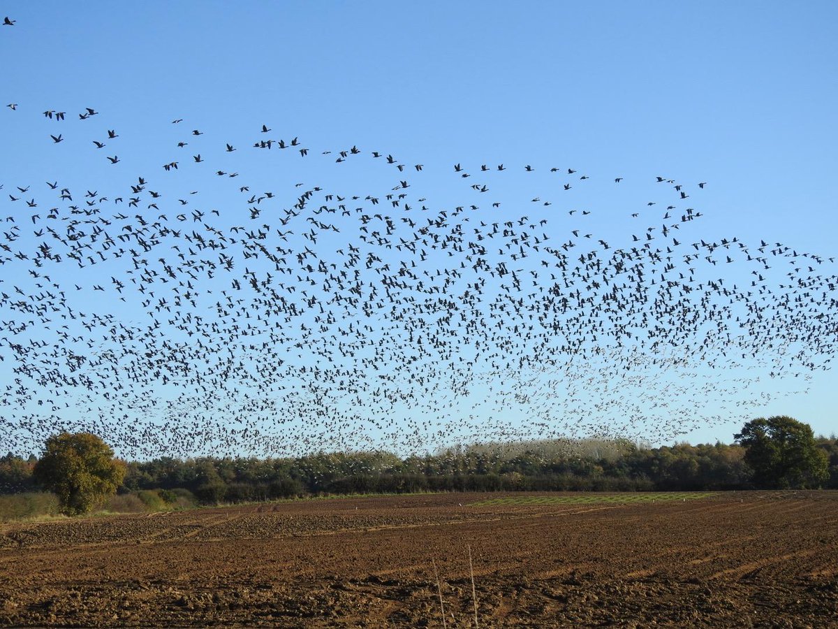 RichardThomlin2's tweet photo. Tracked down huge flock of pink feet feeding in a corn 🌽 field.
All grey no, white save the gulls seen. They kept arriving until about 10 when spooked by some horse 🐎 riders.
@Lincsbirding @humbernature 
@BTO_Lincs @vikingoptical @Matthew72971990 https://t.co/nFWvVuML3F