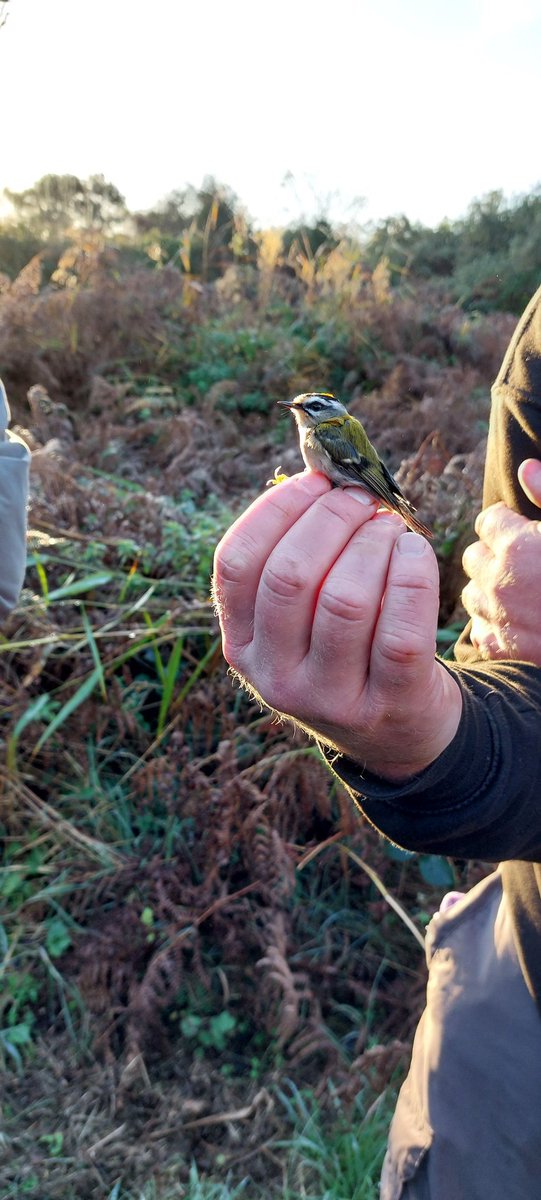 One of the 2 Firecrests caught and ringed at Oxwich today. Sadly no sign of yesterday's Black-faced Bunting.