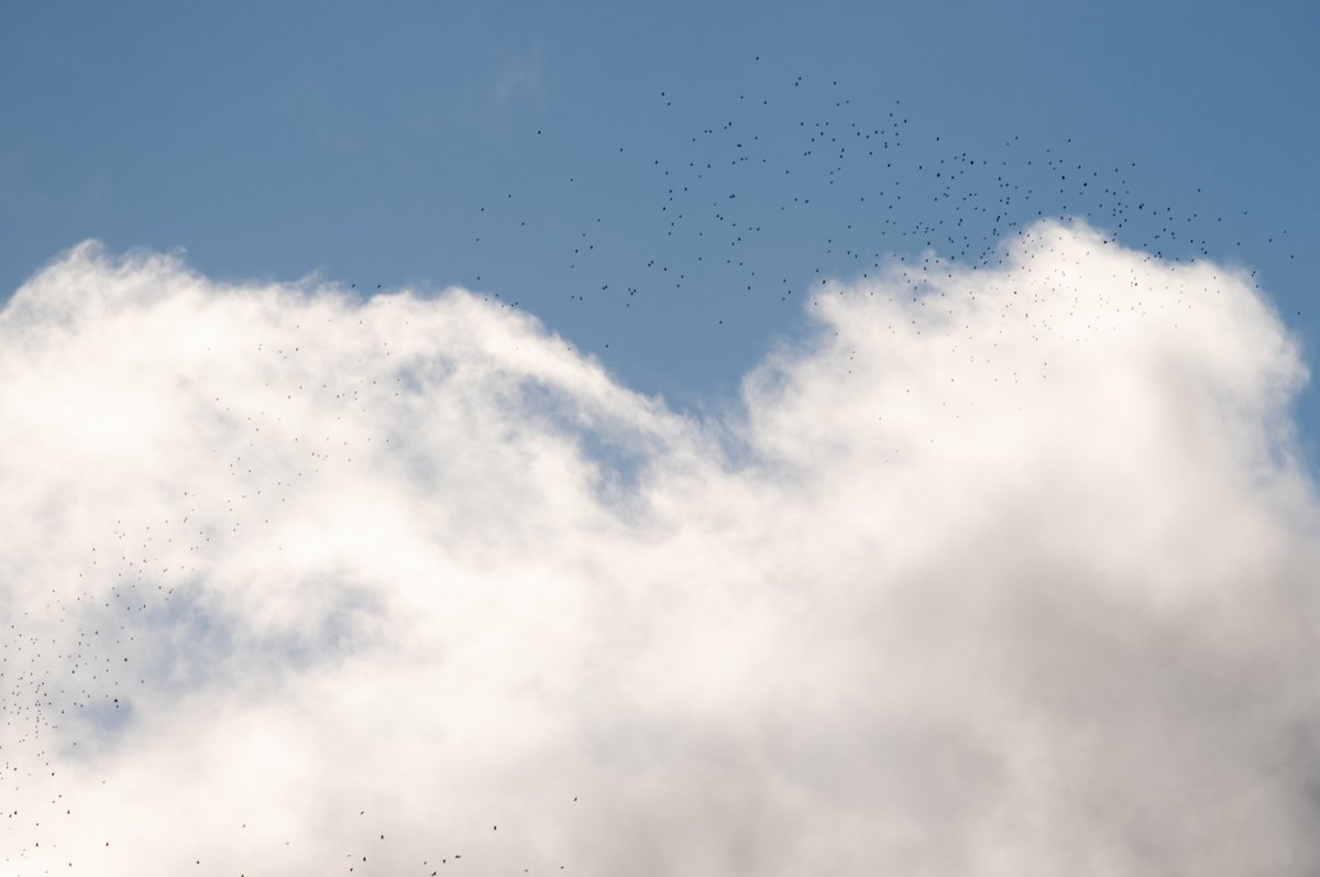 Another big big day of woodpigeon passage at the Severn bottleneck near Portskewett (Gwent) this morning. 231,310 flew SW/S before 11 am with 140k in one hour. Pretty hectic counting on my own this time - not much time for good pics 😃 #gwentbirds <a href="/CliveMcKay1/">Clive McKay</a>