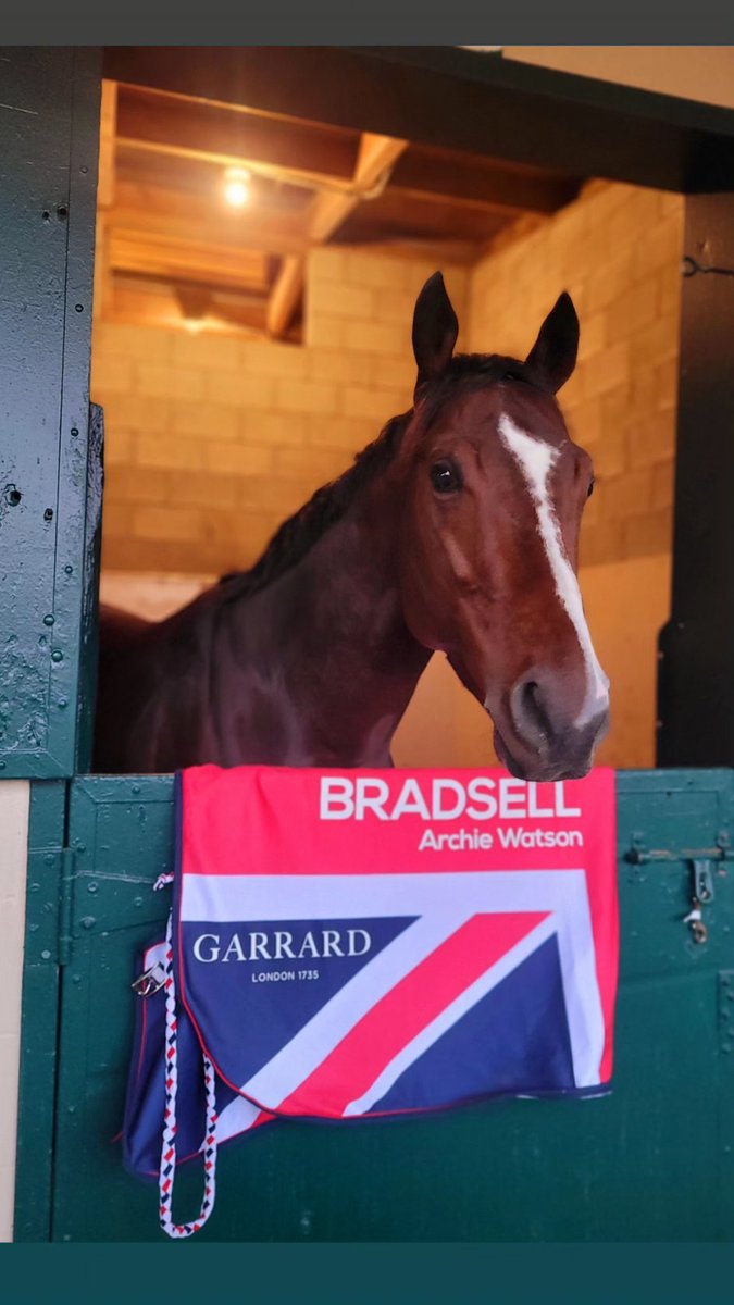ClaimNowBro's tweet photo. Bradsell all settled in at @DelMarRacing.
#BreedersCup24 #Bradsell #DelMarRacecourse #archiewatsonracing https://t.co/WQkPyoiBIf
