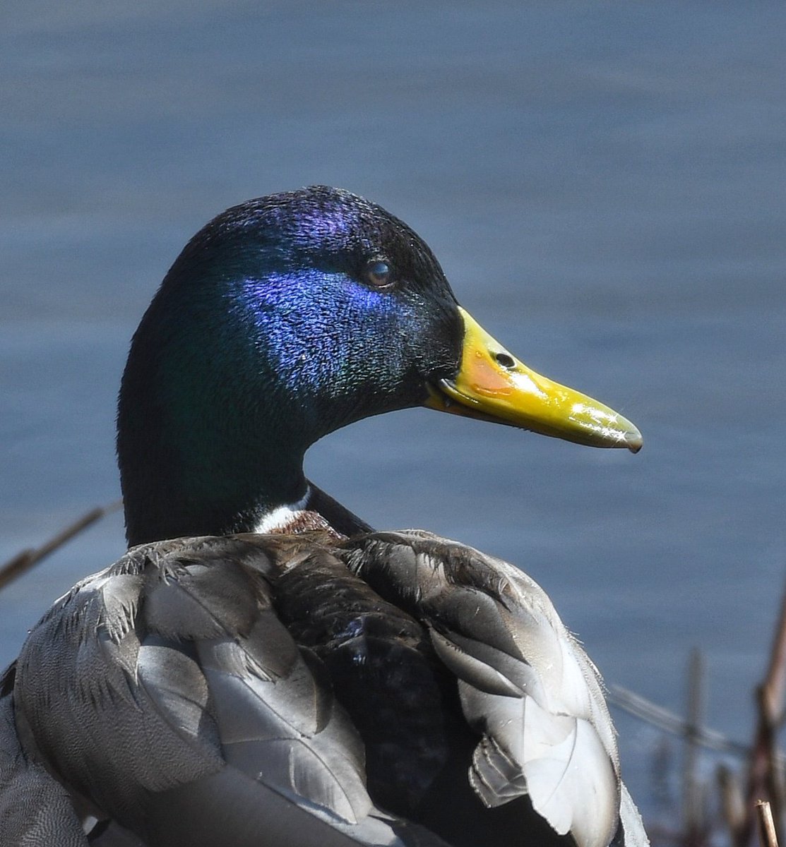 goodrawl's tweet photo. Portrait à la Mallard 
#birds
#narture https://t.co/B1wQrbaPYx