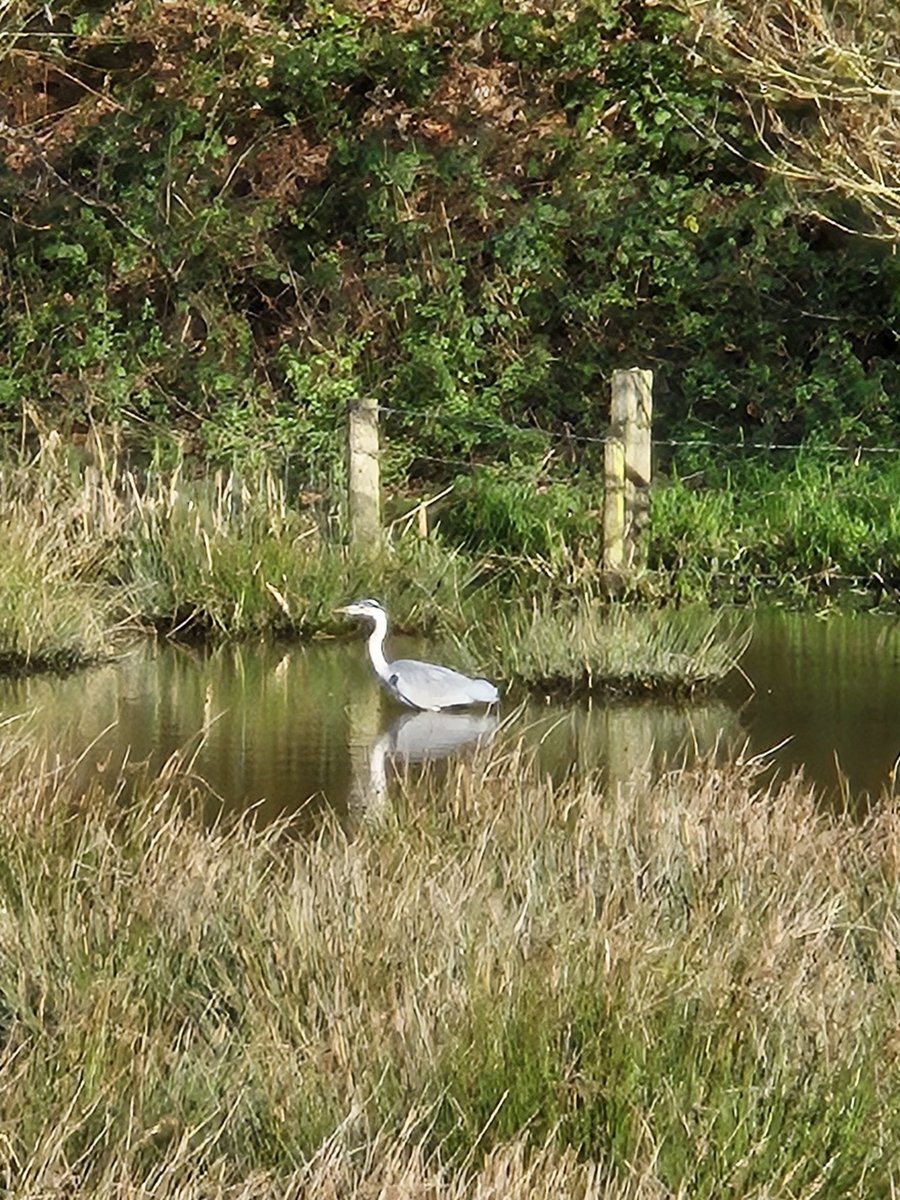Autumn colours on the Calder and Hebble navigation canal, along with a heron. #autumnphotography