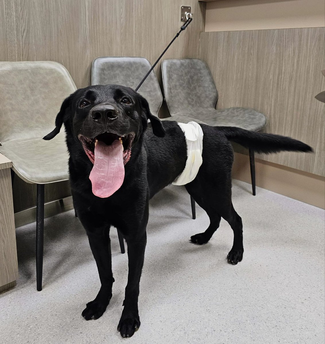 ffy3312's tweet photo. Body check ✅ Wishing you good health! @btcdotfun #SaveDog #DogLife https://t.co/qg5IA4jKU0