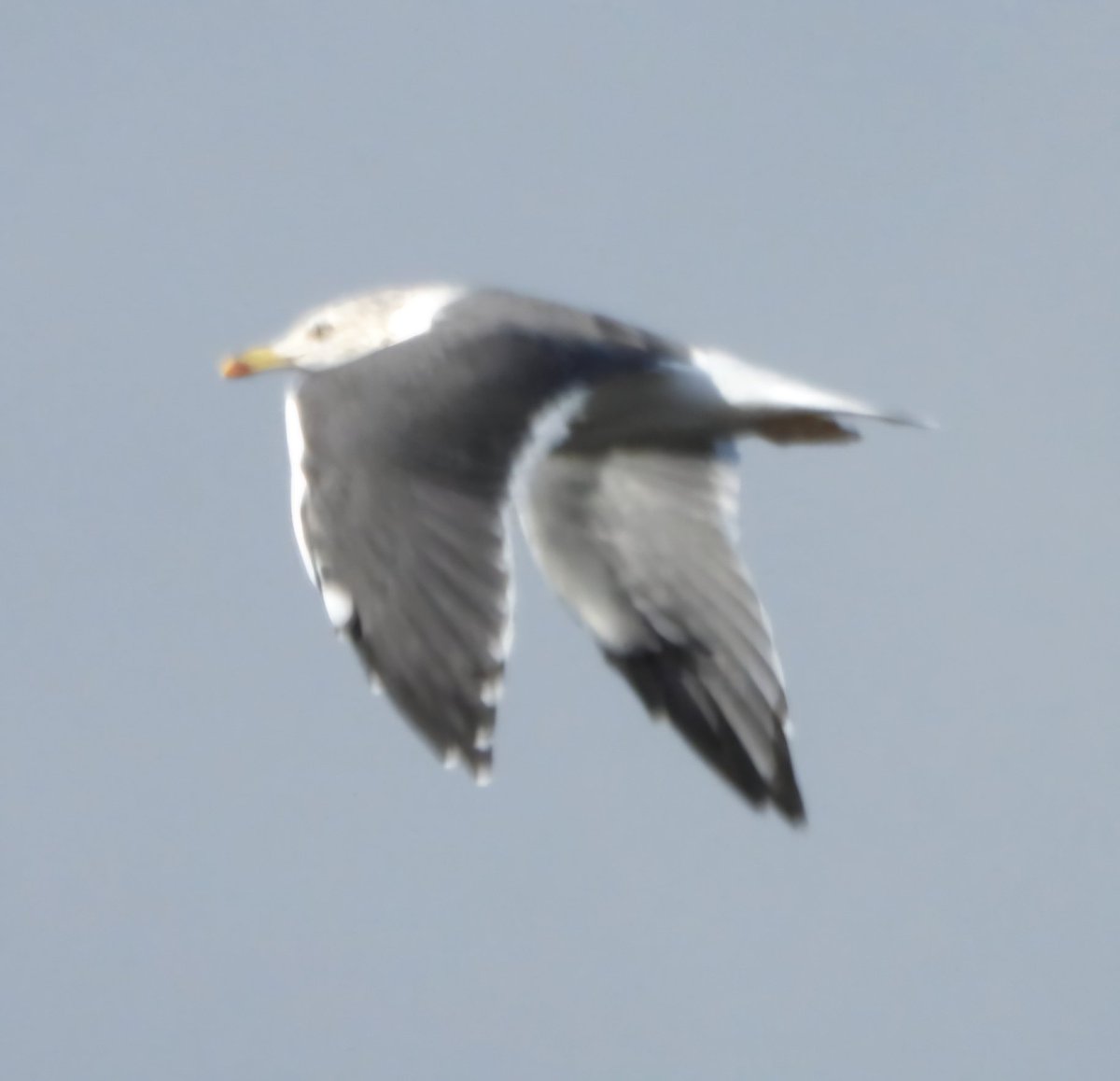 daleivor's tweet photo. #gulls #LBBG @LandRbirds #shawell https://t.co/BE6GIcggu6