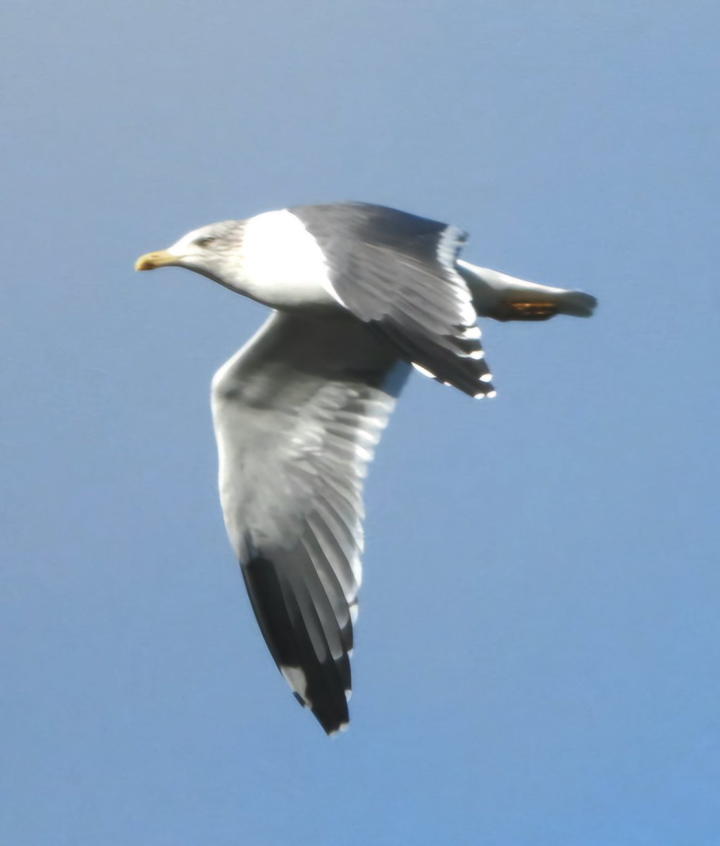 daleivor's tweet photo. #gulls #LBBG @LandRbirds #shawell https://t.co/BE6GIcggu6