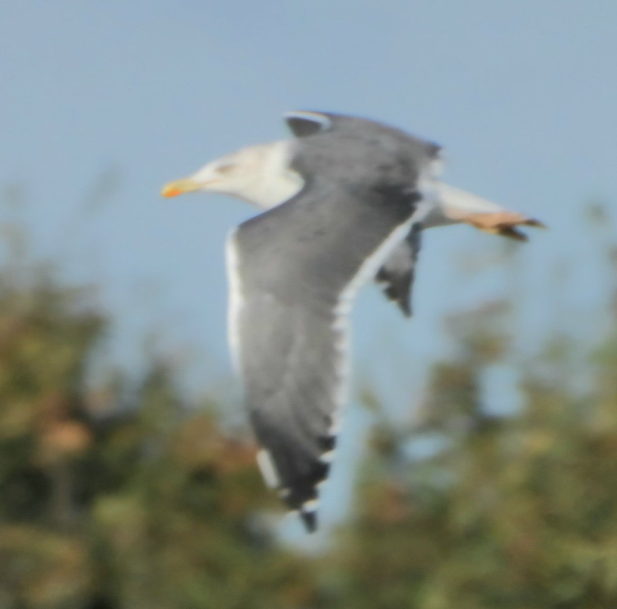 daleivor's tweet photo. #gulls #LBBG @LandRbirds #shawell https://t.co/BE6GIcggu6